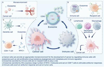 Frontiers | Exosomes: A Potential Tool For Immunotherapy Of Ovarian Cancer